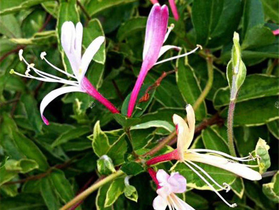 Wiciokrzew japoński Purpurea Lonicera japonica P9