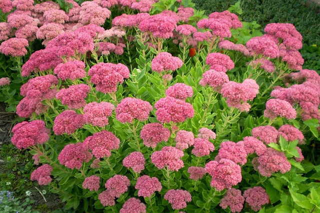 Rozchodnik okazały Brillant Sedum spectabile P9