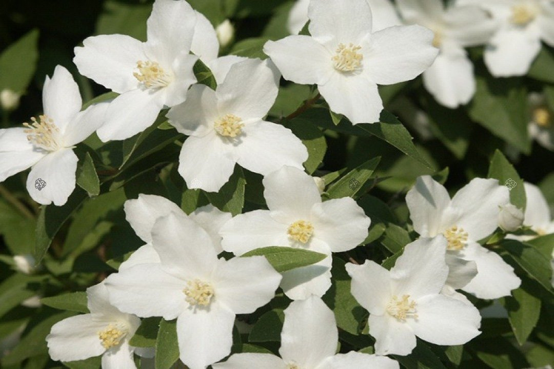 Jaśminowiec Silberregen Philadelphus Silver Shower P9