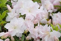 Azalia japońska Eliza Hyatt Rhododendron obtusum C2