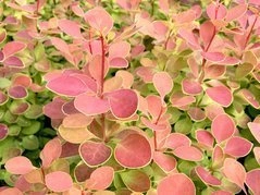 Berberys Thunberga Orange Sunrise PBR Berberis thunbergii C5