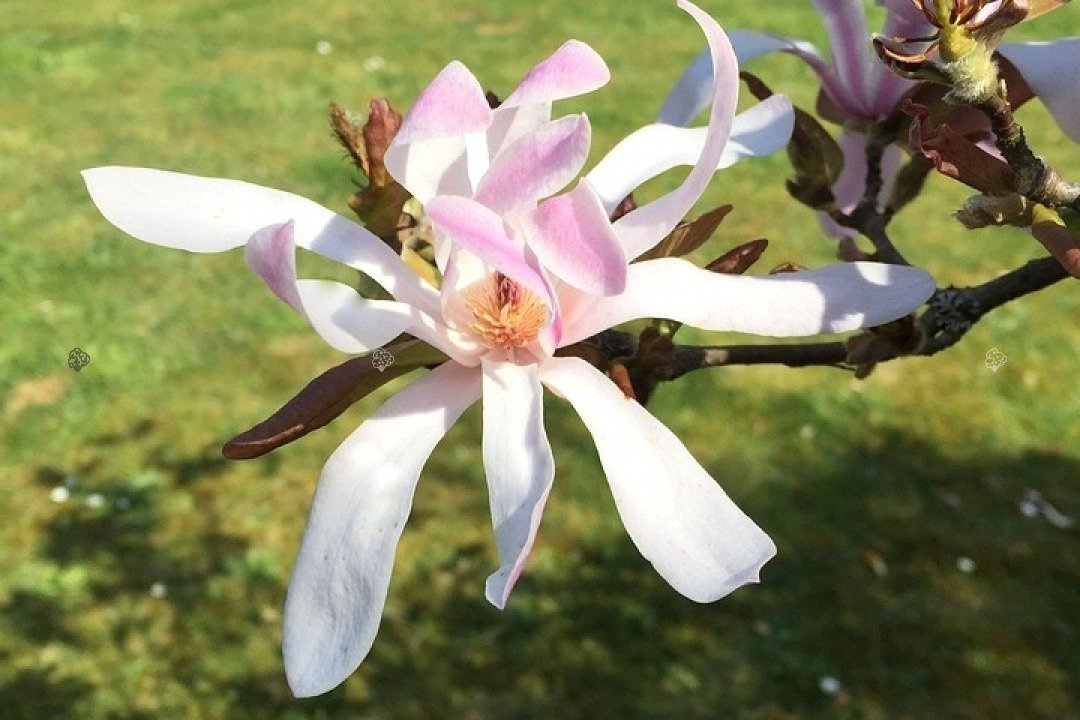 Magnolia Loebnera Merrill Magnolia loebneri C5