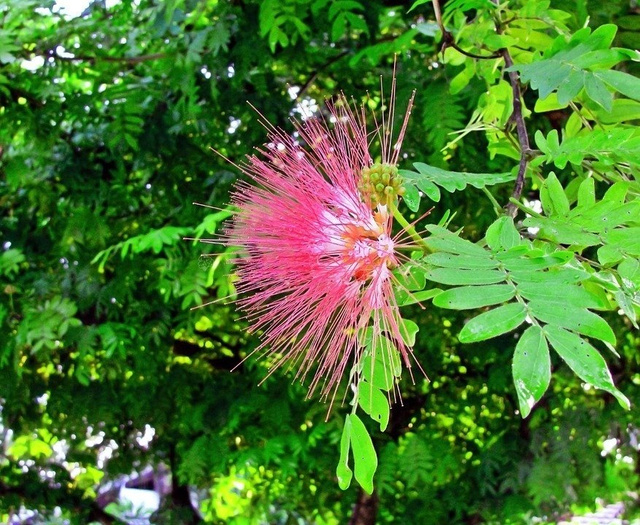 Albicja Drzewo jedwabiste Albizia julibrissin C2