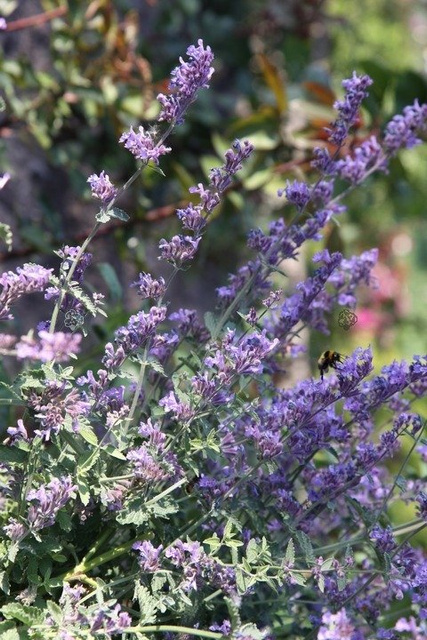 Kocimiętka Faassena Walker's Low Nepeta faassenii P9
