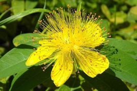 Dziurawiec kielichowaty Hypericum calycinum P9