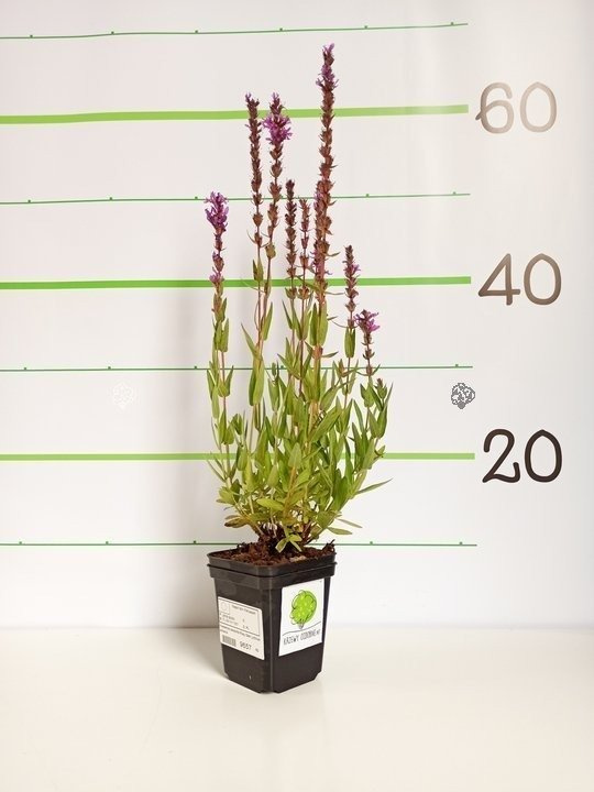 Krwawnica pospolita Rosy Gem Lythrum salicaria P9