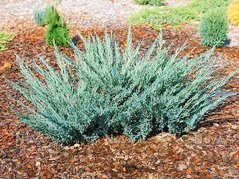 Jałowiec sabiński Blaue Donau Juniperus sabina P9
