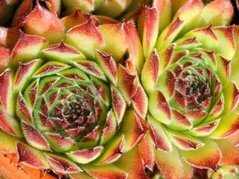 Rojnik Queen Elizabeth Sempervivum P9