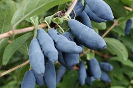Jagoda kamczacka Siniczka Lonicera caerulea var. kamtschatica C2