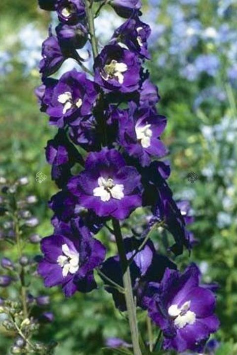 Ostróżka Elmfreude Delphinium C2