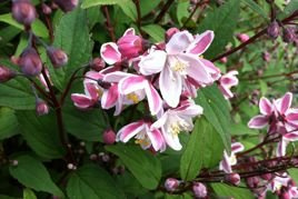Żylistek zaróżowiony Kalmiiflora Deutzia purpurascens P9