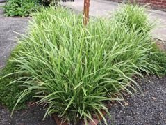 Turzyca Morrowa Ice Dance Carex morrowii C2