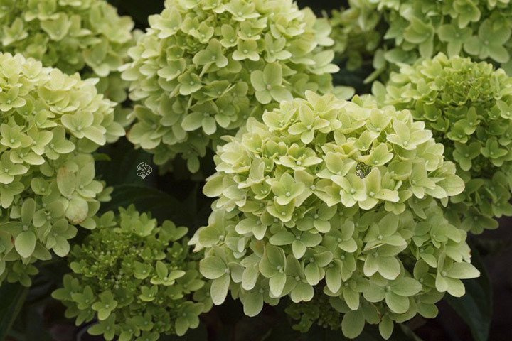 Hortensja bukietowa Magical Candle PBR Hydrangea paniculata C2