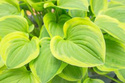 Funkia Golden Tiara Hosta