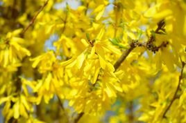 Forsycja zwykła Aurea PBR Forsythia suspensa C3