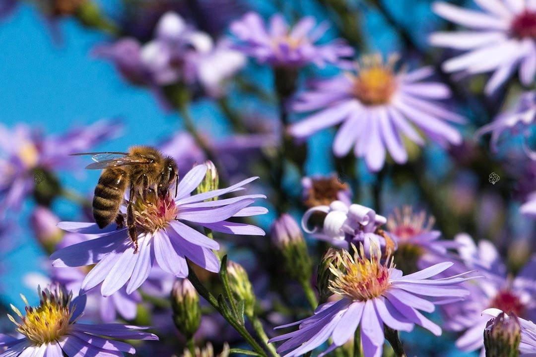 Aster gawędka Blue King Aster amellus C3