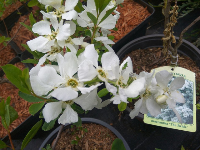 Obiela The Bride Exochorda macrantha P9