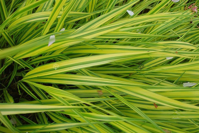 Trawa bambusowa Aureola Hakonechloa macra P9