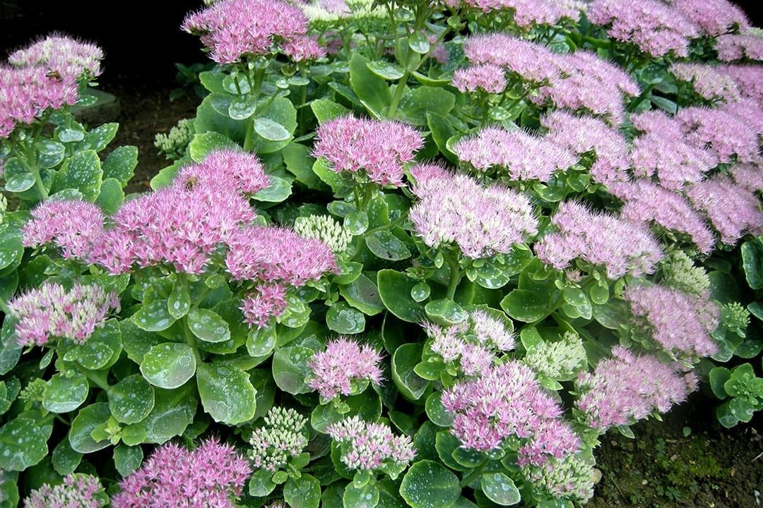 Rozchodnik okazały Brillant Sedum spectabile P9