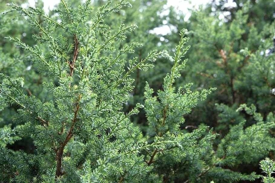 Jałowiec chiński Blue Alps Juniperus chinensis