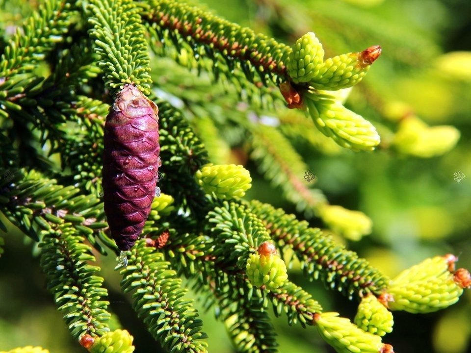 Świerk kaukaski Aureospicata Picea orientalis C5