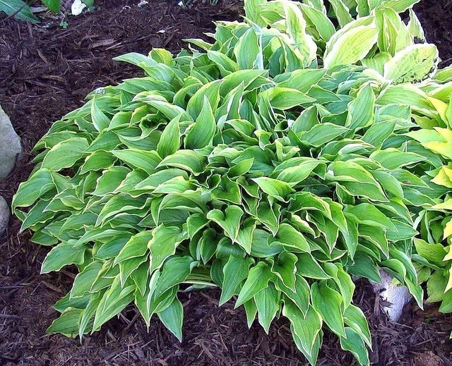 Funkia Lemon Delight Hosta P9