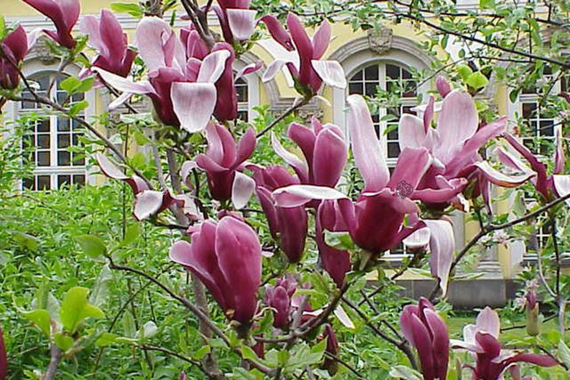 Magnolia purpurowa Nigra Magnolia liliiflora C2