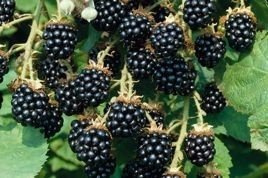 Jeżyna bezkolcowa Thornfree Rubus fruticosa P9
