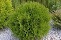 Tuja Hoseri Thuja occidentalis P9
