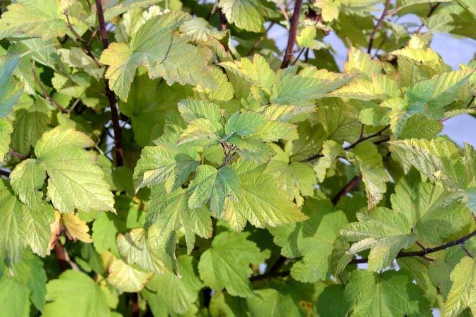 Pęcherznica kalinolistna Dart's Gold Physocarpus opulifolius C5