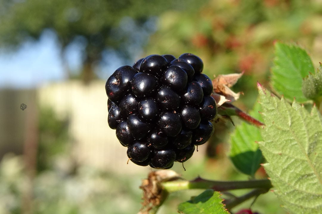 Jeżyna bezkolcowa Gazda Rubus fruticosa C2