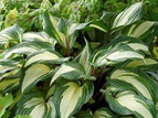 Funkia Raspberry Sundae Hosta C2