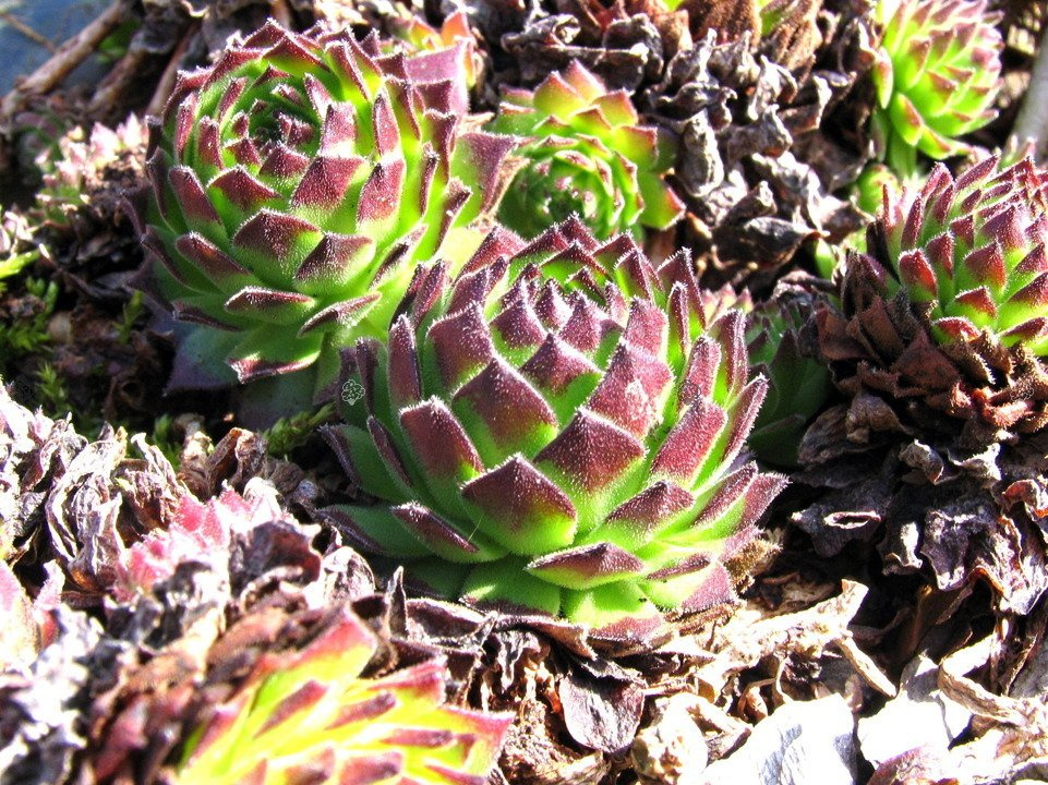 Rojnik Faraon Sempervivum P9
