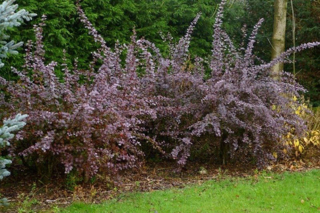 Berberys ottawski Superba Berberis ottawensis C3