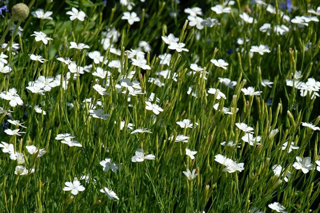 Goździk kropkowany Albiflorus Dianthus deltoides P9