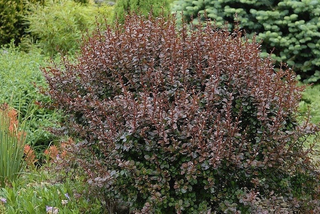 Berberys Thunberga Dart's Red Lady Berberis thunbergii C2