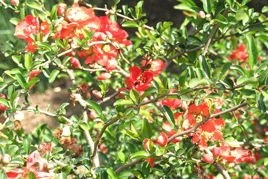 Pigwowiec pośredni Texas Scarlet Chaenomeles superba C2