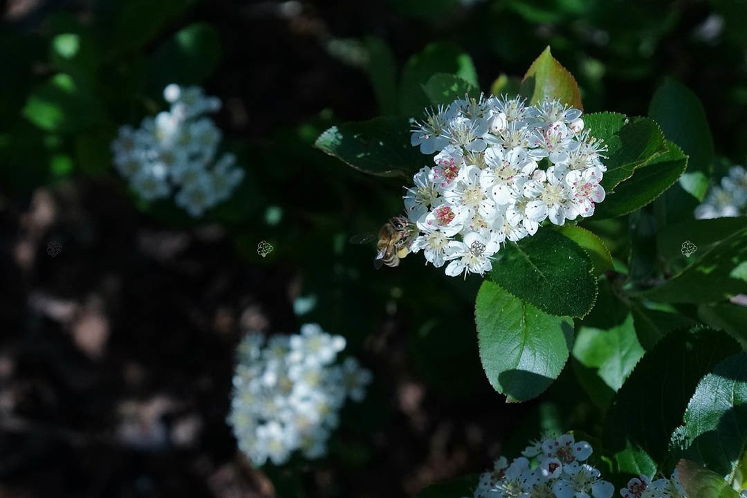 Aronia czarnoowocowa Aronia melanocarpa C2
