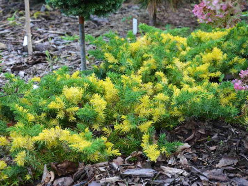 Jałowiec nadbrzeżny Golden Wings Juniperus conferta C2