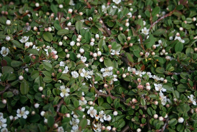 Irga płożąca Queen of Carpets Cotoneaster procumbens C2