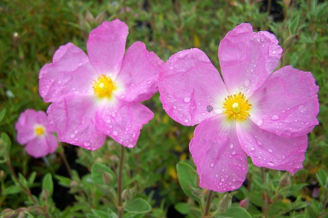 Czystek Peggy Sammons Cistus argenteus P9