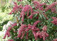 Pieris japoński Passion Pieris japonica C1,5
