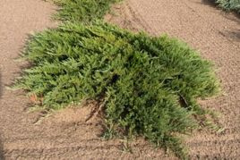 Jałowiec sabiński Tam No Blight Juniperus sabina C2