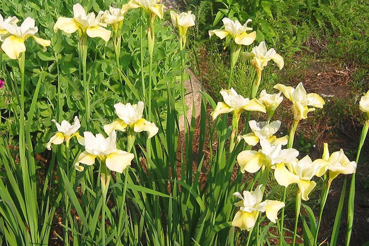 Kosaciec syberyjski Butter and Sugar Iris sibirica P9