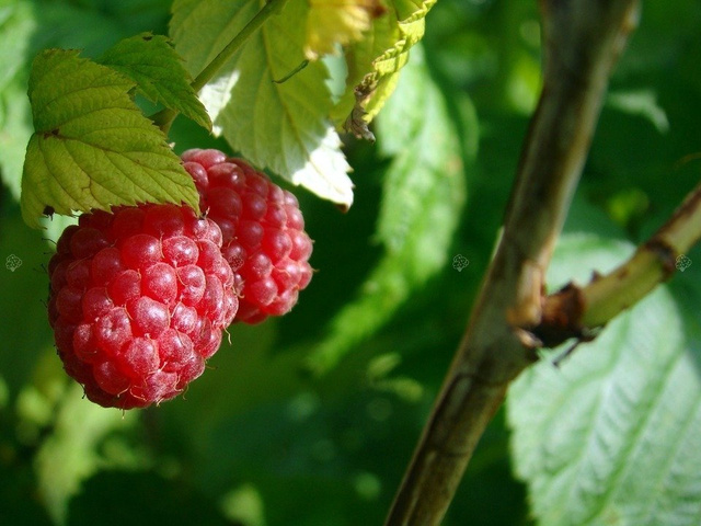 Malina czerwona Rubus C2