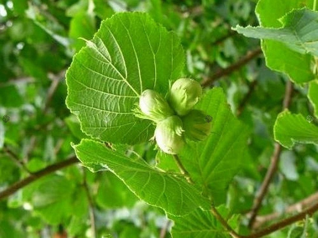 Leszczyna pospolita Olbrzymi z Halle Corylus avellana C5