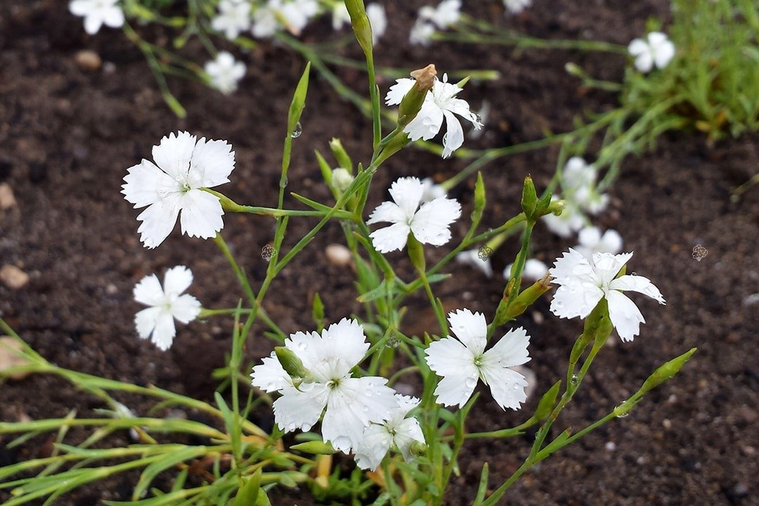 Goździk kropkowany Albiflorus Dianthus deltoides P9