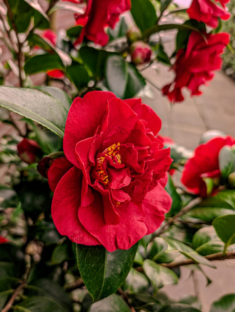 Kamelia japońska Black Lace Camellia japonica P9