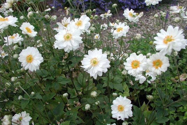Zawilec mieszańcowy Whirlwind Anemone hybrida P9