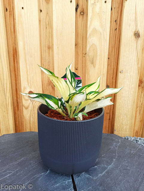 Funkia Fire and Ice Hosta C2